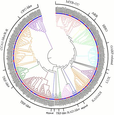 Insights Into the MYB-Related Transcription Factors Involved in Regulating Floral Aroma Synthesis in Sweet Osmanthus